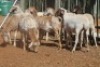 LOT 34 7 X MEATMASTER OOIE (PER STUK OM LOT TE NEEM) - 7