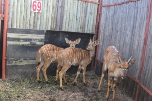 LOT 69 3X NJALA M:3 (Per Piece to take the lot/Per stuk om lot te neem)