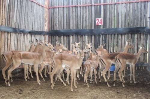 LOT 24 23X ROOIBOK M: V/F:15 (Per Piece to take the lot/Per stuk om lot te neem)