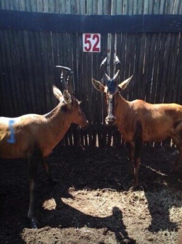 LOT 52 2X ROOIHARTBEES M: V/F:2 (Per Piece to take the lot/Per stuk om lot te neem)
