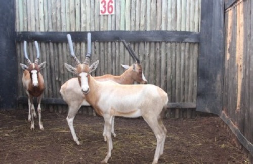 LOT 36 3X GEEL BLESBOK M:3 V/F: (Per Piece to take the lot/Per stuk om lot te neem)