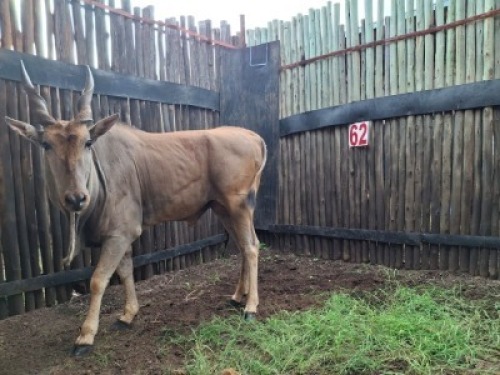 LOT 62 1X ELAND M:1 V/F: