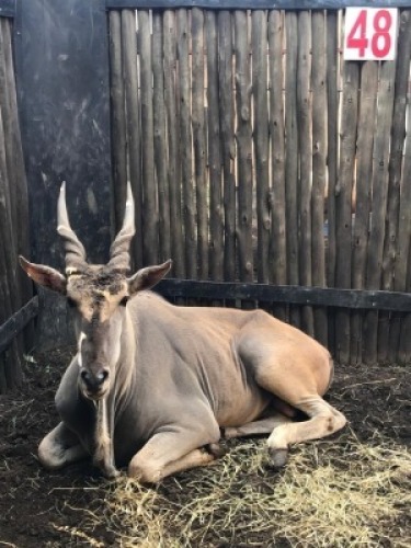 LOT 48 1X ELAND M:1 V/F: