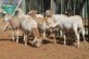 LOT 34 7 X MEATMASTER OOIE (PER STUK OM LOT TE NEEM) - 8