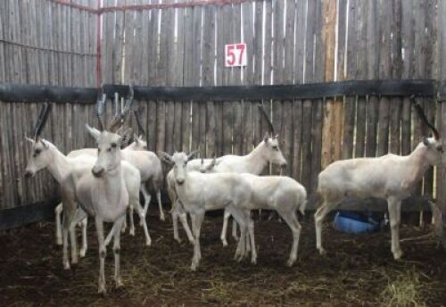 LOT 57 8X WIT BLESBOK V/F:6 (Per Piece to take the lot/Per stuk om lot te neem)