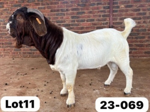 WITHDRAWN - 1X BOER GOAT BUCK Schoonheid Boer Goat Stud
