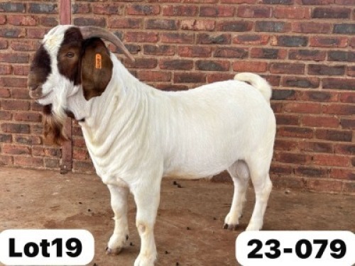1X BOER GOAT FLOCK 481157 BUCK Schoonheid Boer Goat Stud