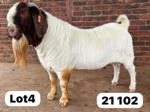1X BOER GOAT STUD 48622 BUCK Schoonheid Boer Goat Stud