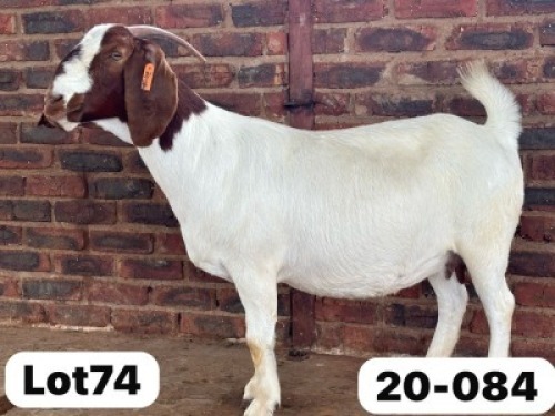 1X BOER GOAT PREGNANT STUD 481131 DOE Schoonheid Boer Goat Stud