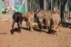 LOT 35 6 X MEATMASTER OOIE (PER STUK OM LOT TE NEEM) - 3