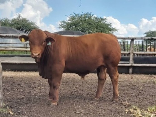 LOT 2 1X Beef master Bull Bertus