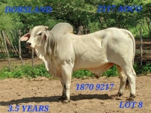 LOT 8 1X Grey Brahman Bull Johan Venter