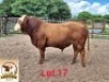 LOT 17 1X Simmentaler Bull Aerol