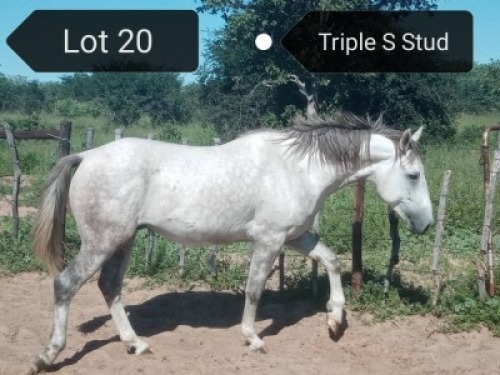 LOT 20 1X Arab Stallion Steven Voster