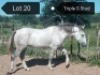 LOT 20 1X Arab Stallion Steven Voster