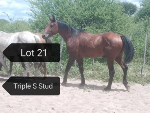 LOT 21 1X Arab Stallion Steven Voster
