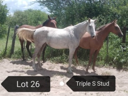 LOT 26 1X Arab Mare Steven Voster