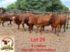 LOT 29 5X Grey Brahman Heifer Aerol (Per animal to take the lot)