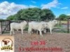 LOT 34 1X Grey Brahman Heifer Aerol