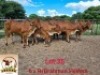 LOT 35 1X Red Brahman Heifer Aerol