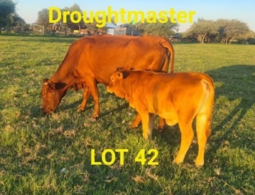 LOT 42 1+1X Drought Master Cow + Calf Braam