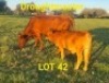 LOT 42 1+1X Drought Master Cow + Calf Braam