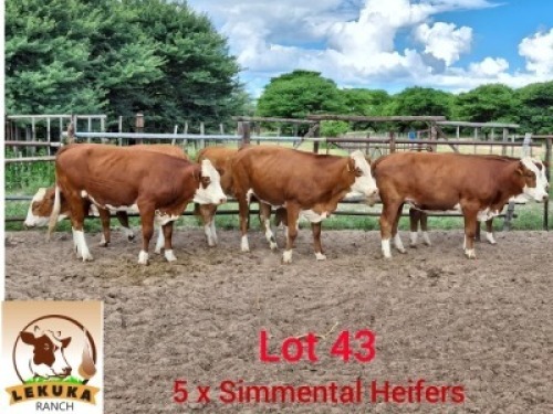 LOT 43 5X Simmentaler Heifer Aerol (Per animal to take the lot)