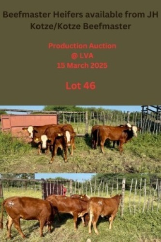 LOT 46 5X Beef master Heifer Jan Kotze (Per animal to take the lot)