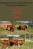 LOT 46 5X Beef master Heifer Jan Kotze (Per animal to take the lot)