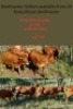 LOT 47 5X Beef master Heifer Jan Kotze (Per animal to take the lot)