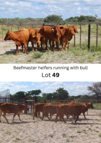 LOT 49 6X Beef master Heifer David Adams (Per animal to take the lot)