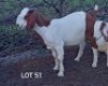LOT 51 4X Commercial Heifer (Per animal to take the lot)