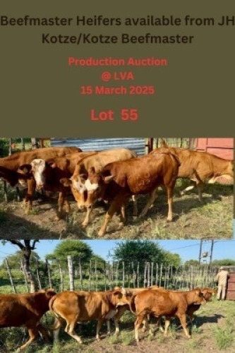 LOT 55 5X Beef master Heifer Jan Kotze (Per animal to take the lot)