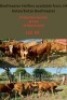LOT 55 5X Beef master Heifer Jan Kotze (Per animal to take the lot)