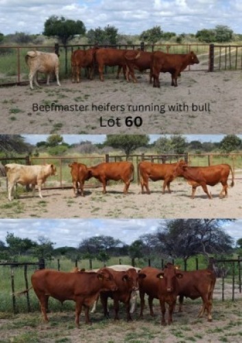 LOT 60 6X Beef master Heifer David Adams (Per animal to take the lot)