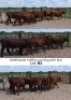 LOT 61 6X Beef master Heifer David Adams (Per animal to take the lot)