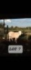 LOT S7 1X Van Rooy Ram Joop