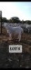 LOT S6 1X Van Rooy Ram Joop
