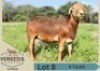 LOT S8 1X Meatmaster Ram Corrie