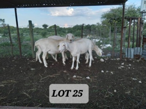LOT S25 5X Van Rooy Ewe Joop (Per animal to take the lot)