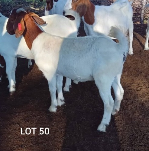 LOT S50 5X Boergoat Doe Alwyn (Per animal to take the lot)