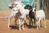 LOT 37 4 X MEATMASTER OOIE (PER STUK OM LOT TE NEEM) - 4