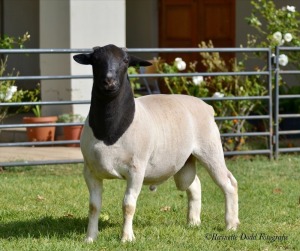 LOT 7 1 X RAM Jowilize Dorpers - T3