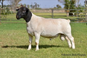 LOT 9 1 X RAM Jowilize Dorpers - T3