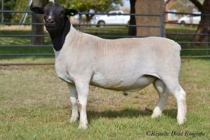 LOT 8 1 X RAM Jowilize Dorpers - T3