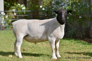 LOT 29 1 X RAM Jowilize Dorpers - T3