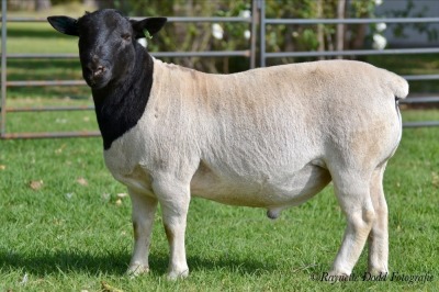 LOT 30 1 X RAM Jowilize Dorpers - T3