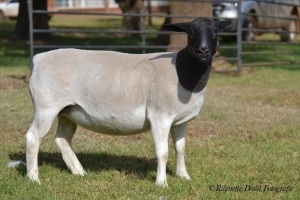 LOT 37 1 X DORPER OOI/EWE ELIZE VISSER T5 - Dragtig