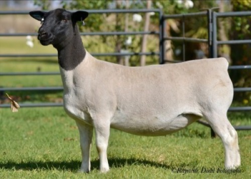 LOT 38 1 X DORPER OOI/EWE ELIZE VISSER T5