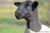 LOT 38 1 X DORPER OOI/EWE ELIZE VISSER T5 - 2
